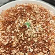 Royal CBDV auto by RQS in 3D printed pot