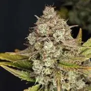 Northern Light Auto by RQS