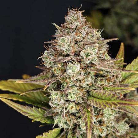 Northern Light Auto by RQS