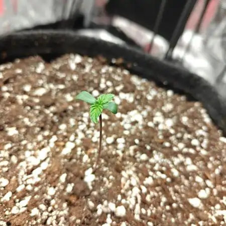 Apple Fritter Auto by RQS - Comm. grow!