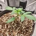 Northern Light Auto by RQS
