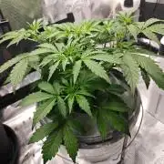 Stress Killer CBD Auto Royal Queen Seeds