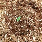 Royal CBDV auto by RQS in 3D printed pot