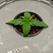 Stress Killer CBD Auto Royal Queen Seeds