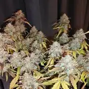 Apple Fritter Auto by RQS - Comm. grow!
