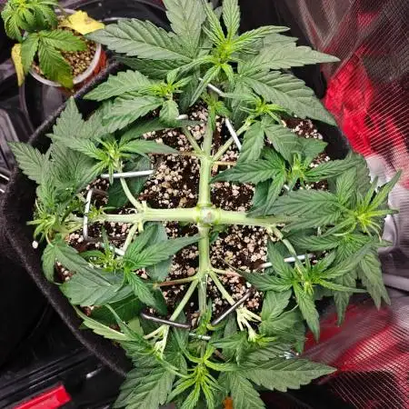 Apple Fritter Auto by RQS - Comm. grow!