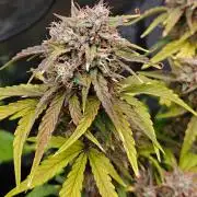 Apple Fritter Auto by RQS - Comm. grow!