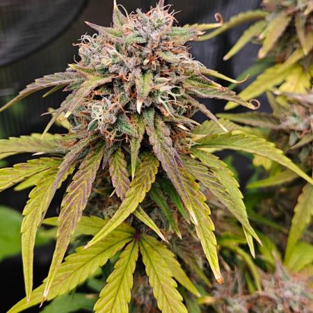 Apple Fritter Auto by RQS - Comm. grow!