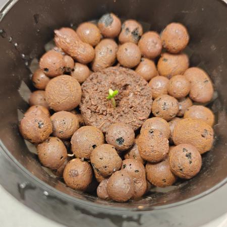 Stress Killer CBD Auto Royal Queen Seeds