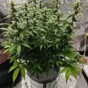 Stress Killer CBD Auto Royal Queen Seeds
