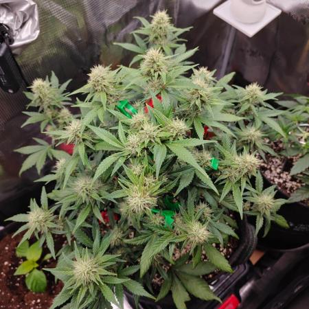 Northern Light Auto by RQS