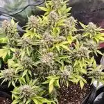 Northern Light Auto by RQS