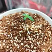 Quick one by RQS in 3D printed pot