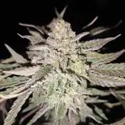 Cosmos F1 by RQS in coco