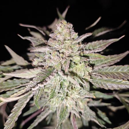 Cosmos F1 by RQS in coco
