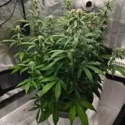 Stress Killer CBD Auto Royal Queen Seeds
