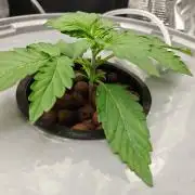 Stress Killer CBD Auto Royal Queen Seeds