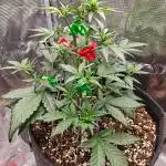 Northern Light Auto by RQS