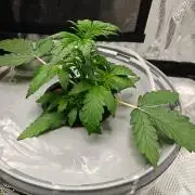 Stress Killer CBD Auto Royal Queen Seeds