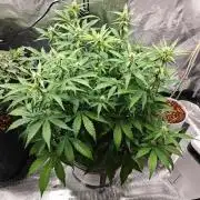 Stress Killer CBD Auto Royal Queen Seeds
