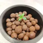 Stress Killer CBD Auto Royal Queen Seeds