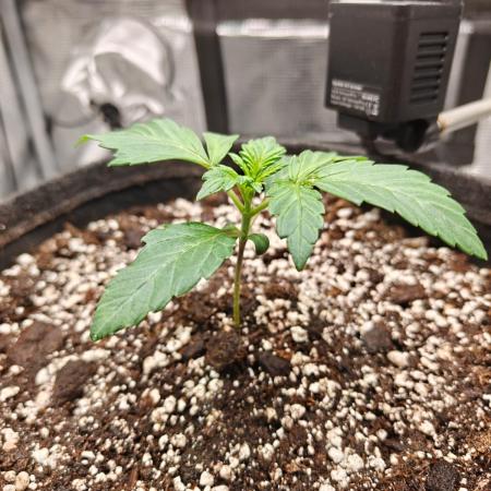 Northern Light Auto by RQS