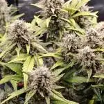 Northern Light Auto by RQS