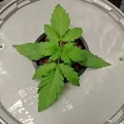 Stress Killer CBD Auto Royal Queen Seeds