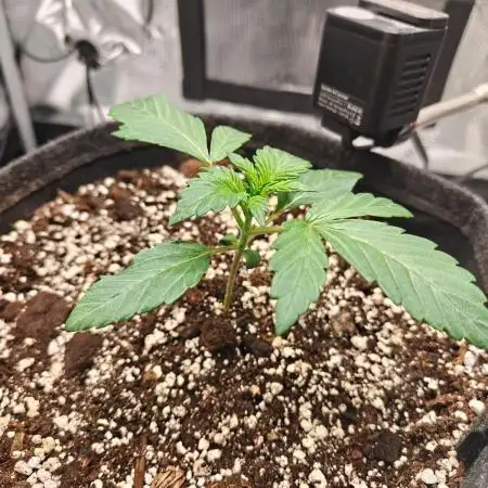 Northern Light Auto by RQS