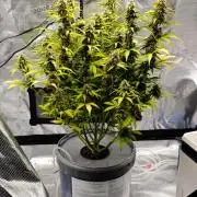Stress Killer CBD Auto Royal Queen Seeds