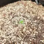 Northern Light Auto by RQS