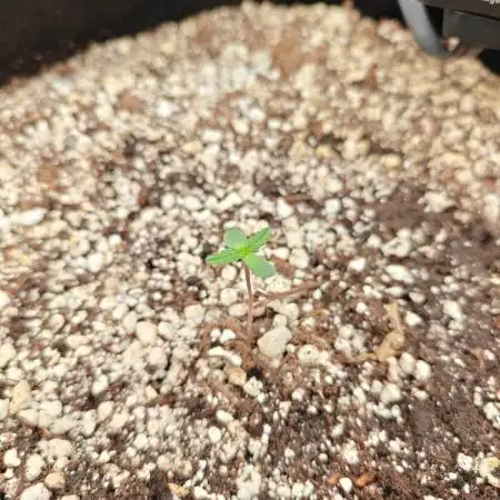 Northern Light Auto by RQS