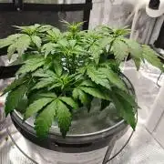 Stress Killer CBD Auto Royal Queen Seeds