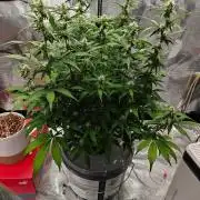 Stress Killer CBD Auto Royal Queen Seeds