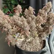 Apple Fritter Auto by RQS - Comm. grow!