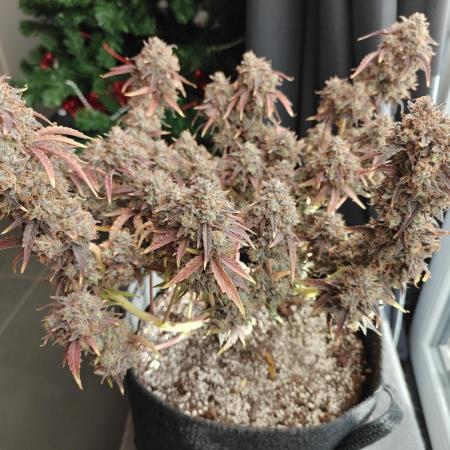 Apple Fritter Auto by RQS - Comm. grow!