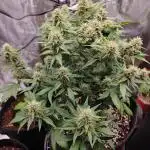 Northern Light Auto by RQS