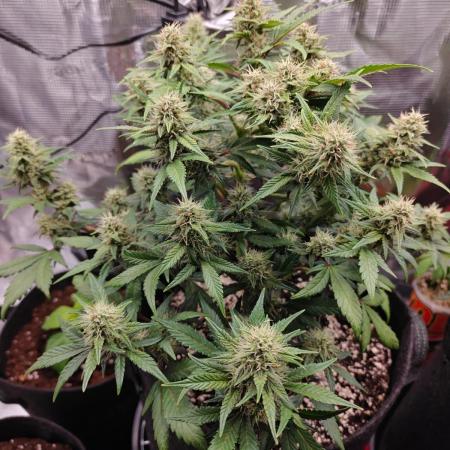 Northern Light Auto by RQS