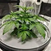 Stress Killer CBD Auto Royal Queen Seeds