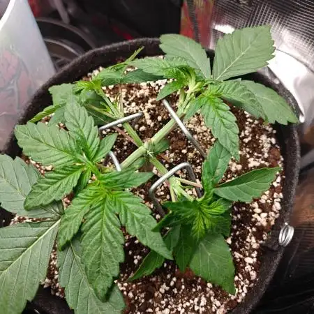 Apple Fritter Auto by RQS - Comm. grow!