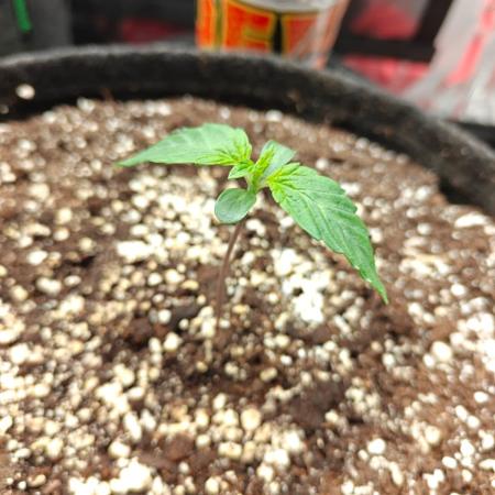 Apple Fritter Auto by RQS - Comm. grow!