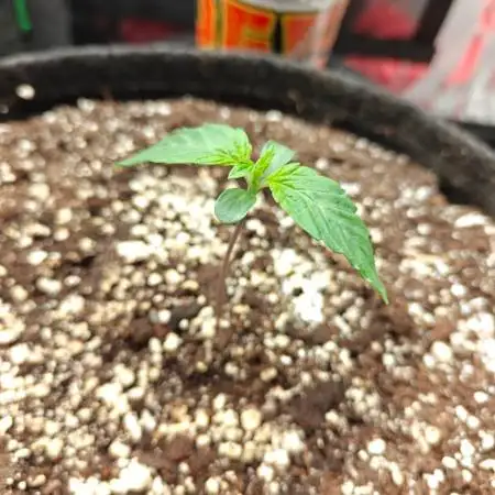 Apple Fritter Auto by RQS - Comm. grow!