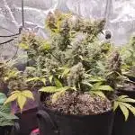 Northern Light Auto by RQS