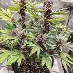 Our first grow! Purplematic #1