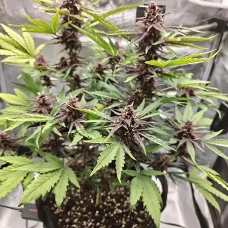Our first grow! Purplematic #1