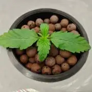 Stress Killer CBD Auto Royal Queen Seeds