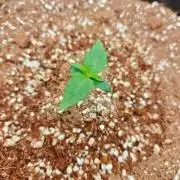 Cosmos F1 by RQS in coco