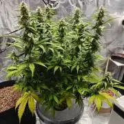 Stress Killer CBD Auto Royal Queen Seeds