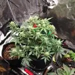 Northern Light Auto by RQS