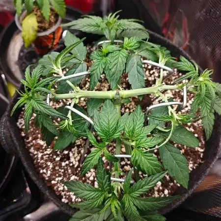 Apple Fritter Auto by RQS - Comm. grow!